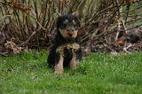 WELSH TERRIER 145